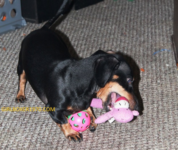 Voggie takes down the monkey while remaining in control of his ball