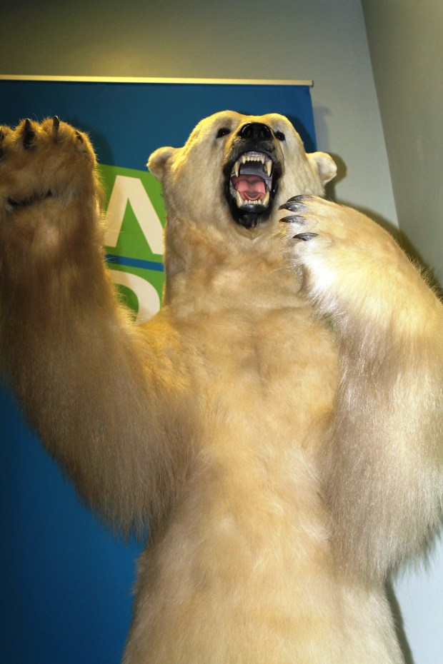 The bears were fierce