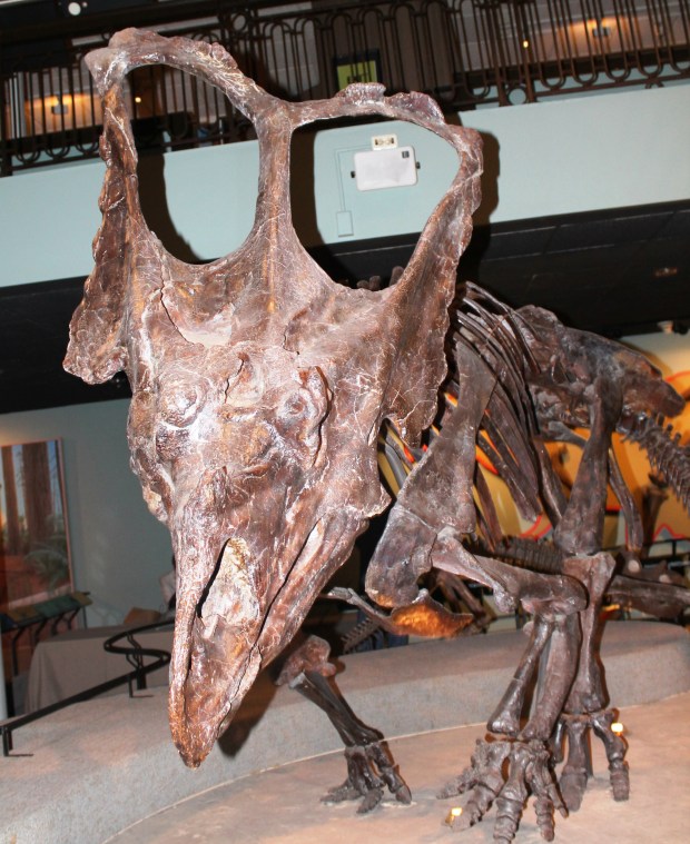 Glad to have never met dinosaurs.  