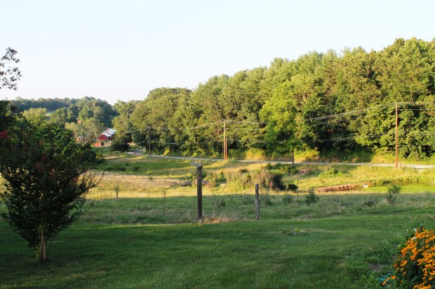 Empty field...must be feeding time.
