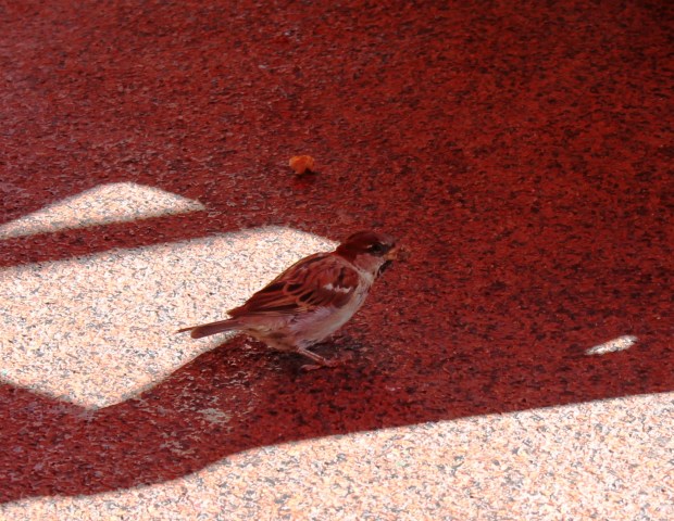 Bird blends in but lacks the proper uniform.