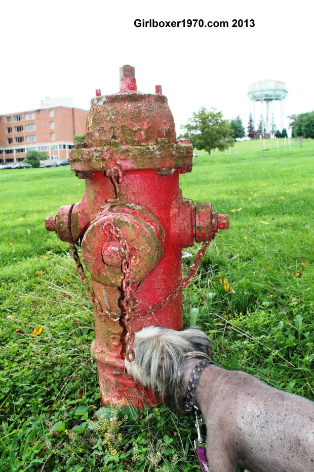 This interested Ying more than the buildings.