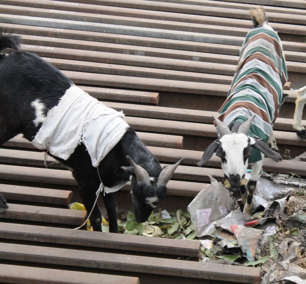 They really do each everything but the tracks.