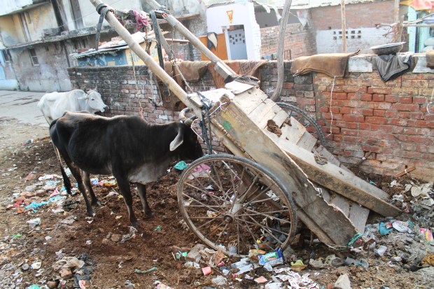 One smelly sacred cow