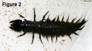 Is your skin crawling too?