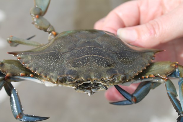 Wallops Island Morning Afternoon Friday 061