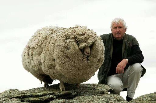 dirty sheep